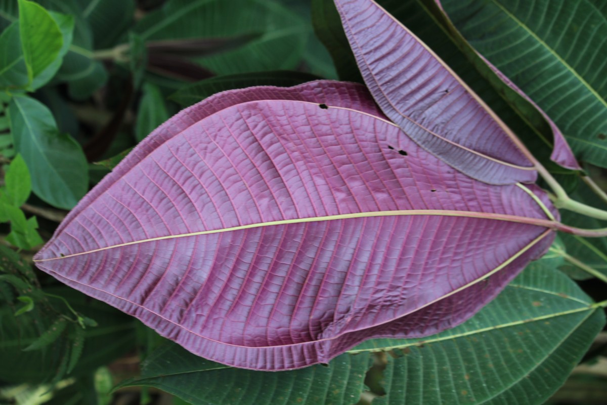 Miconia calvescens DC.